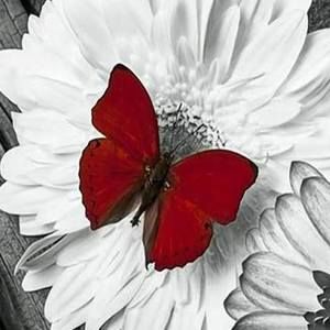 Meet your Posher, Becki